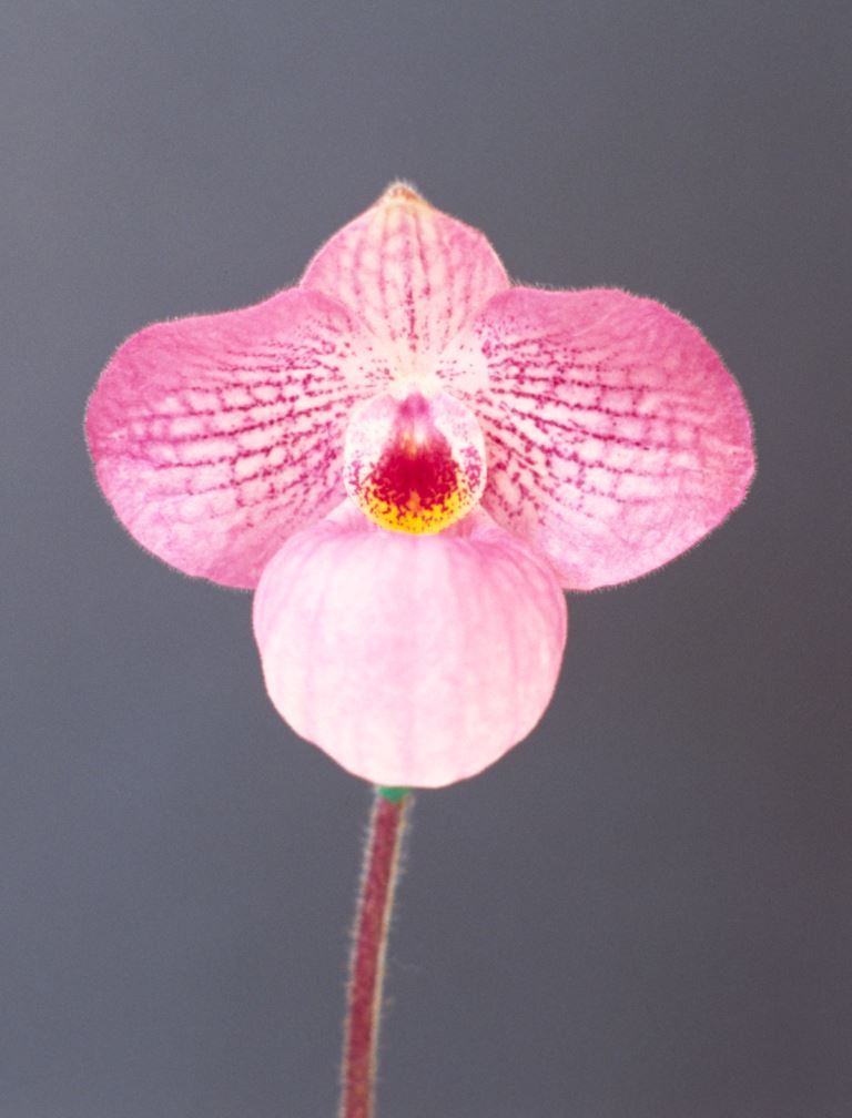 Paph Magic Lantern
