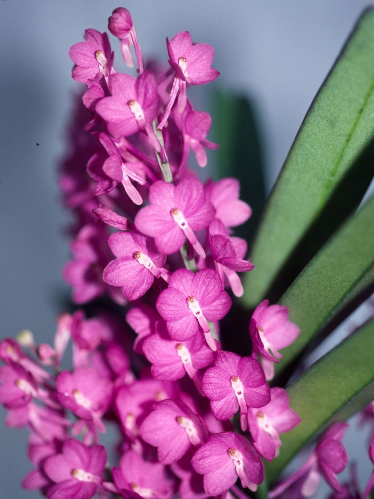 Vanda ampullacea