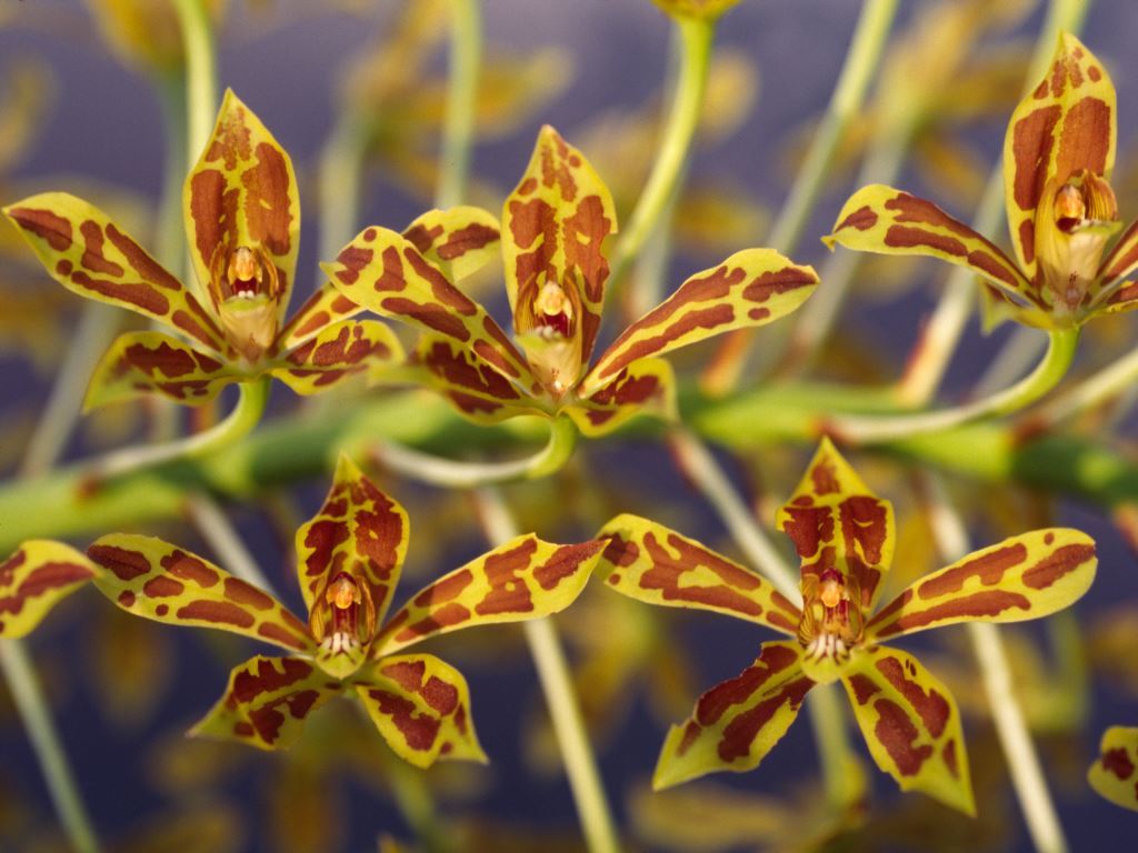 Grammatophyllum elegans