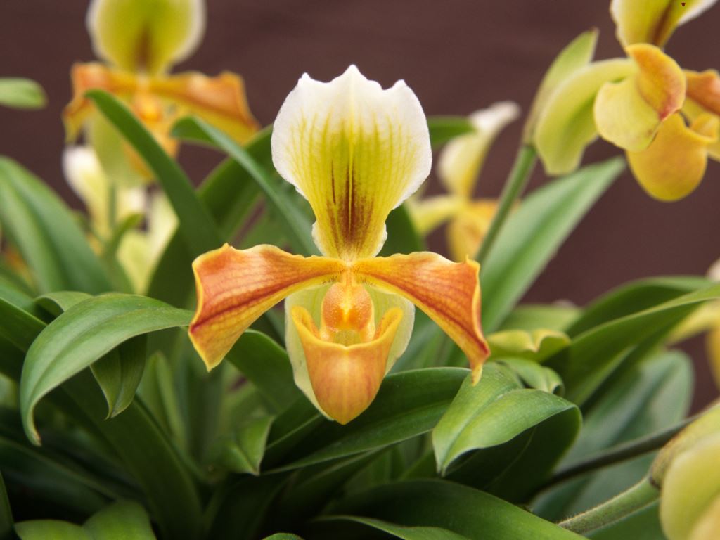 Paphiopedilum Nitens