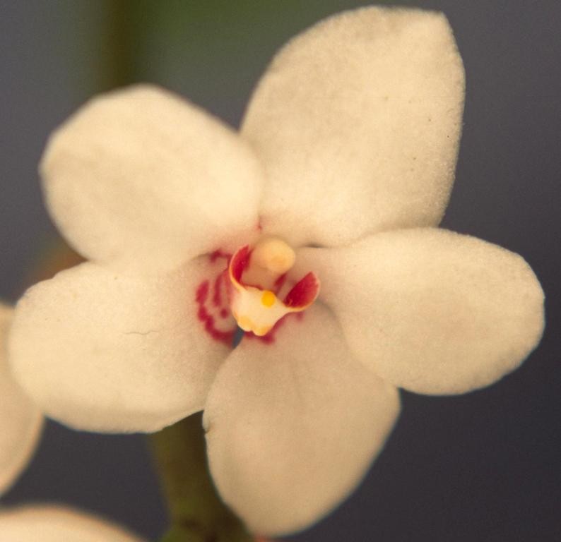 Sarcochilus hartmannii - HCC/AOC