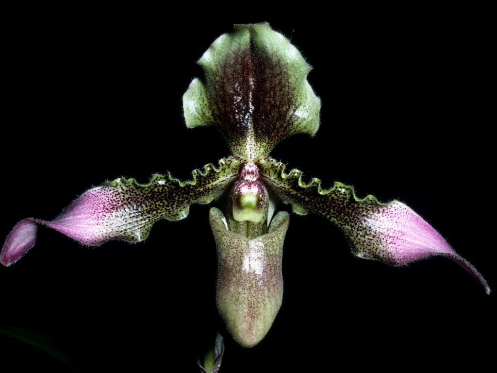 Paphiopedilum hirsutissimum - ACC/AOC