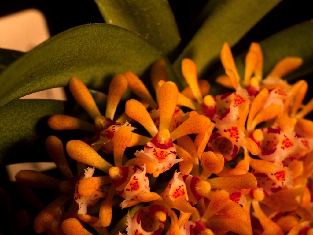 Gastrochilus dasypogon