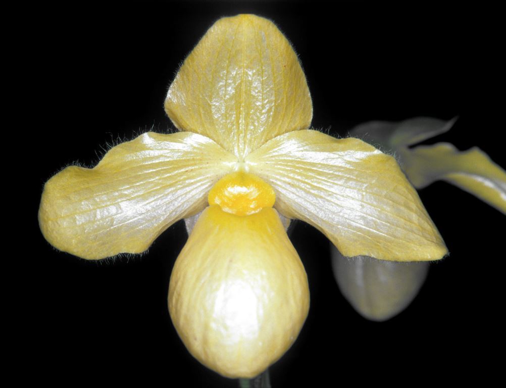 Paphiopedilum Golddollar - HCC/AOC