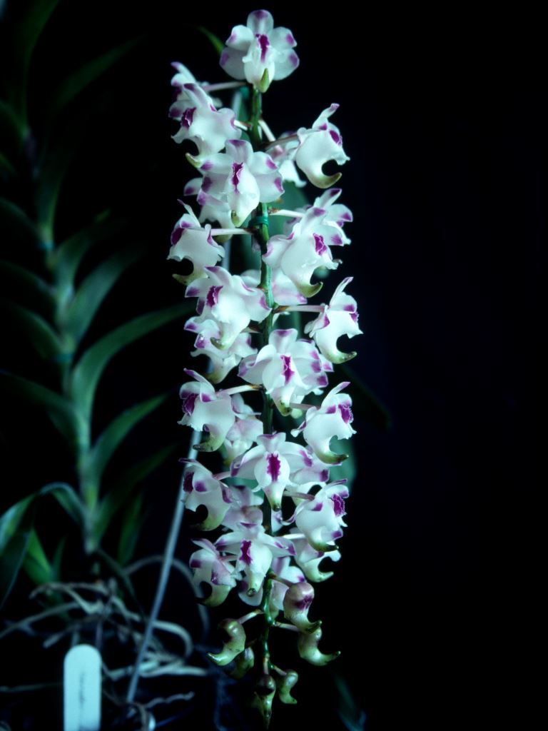 Aerides lawrenceae - HCC/AOC