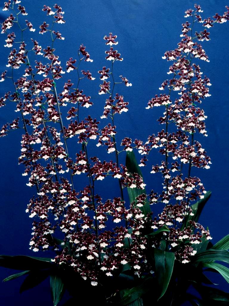 Oncidium Sharry Baby - ACC/AOC