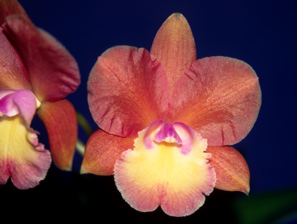 Rhyntonleya Maili's Surprise