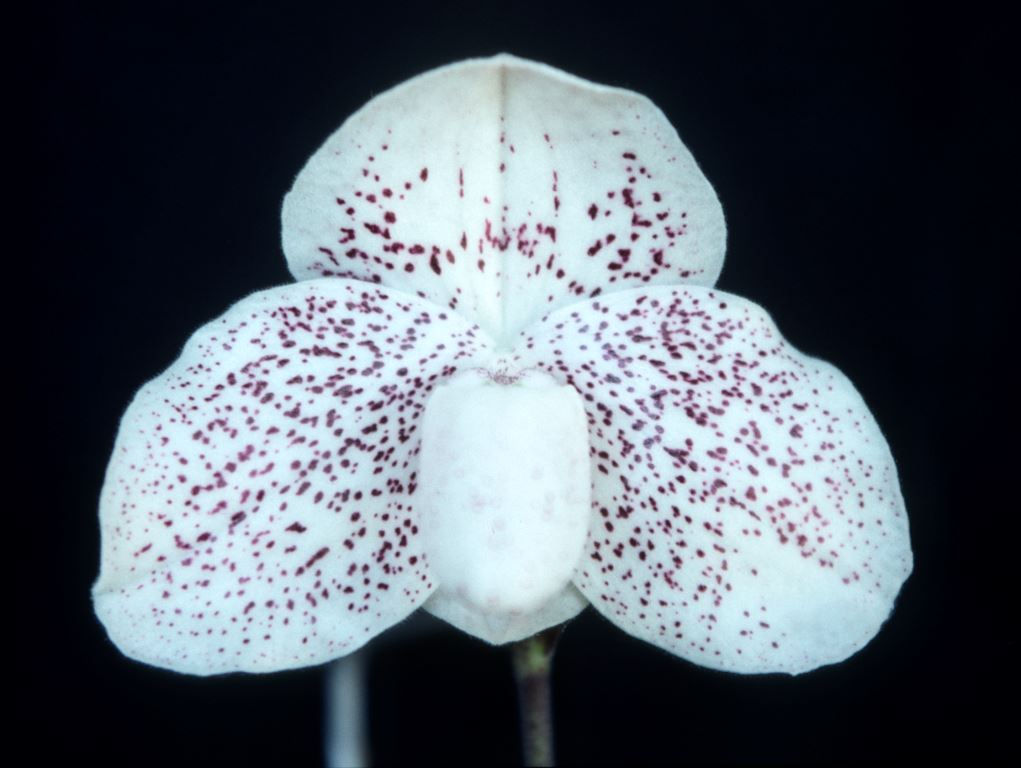 Paphiopedilum Virgo - HCC/AOC