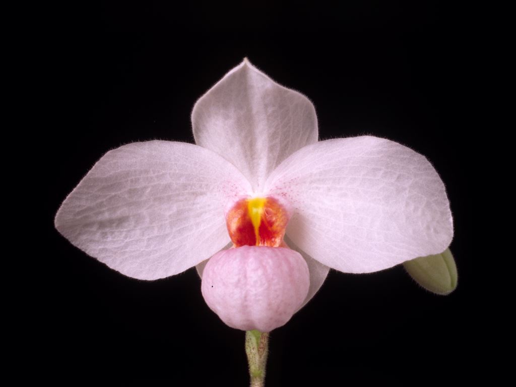 Paphiopedilum Joyce Hasegawa - HCC/AOC