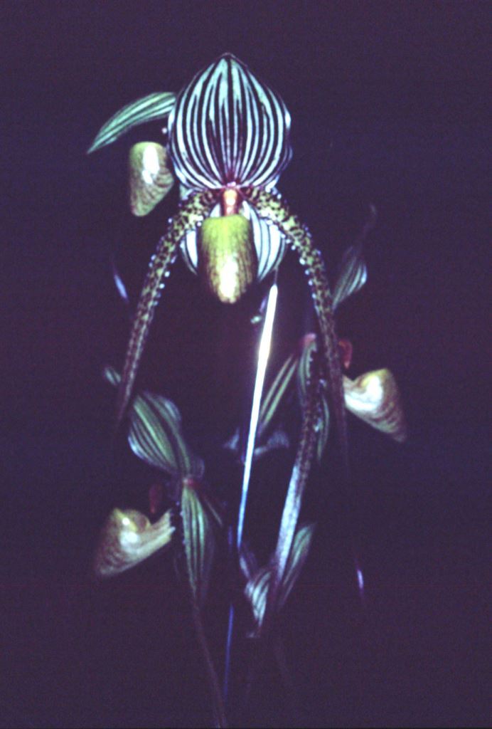 Paph Saint Swithin
