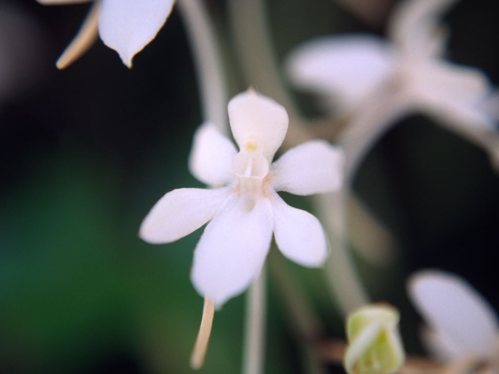 Aerangis mystacidii