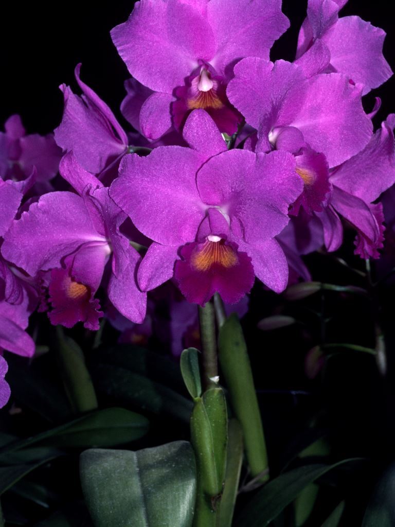 Cattlianthe Adolph Hecker - HCC/AOC