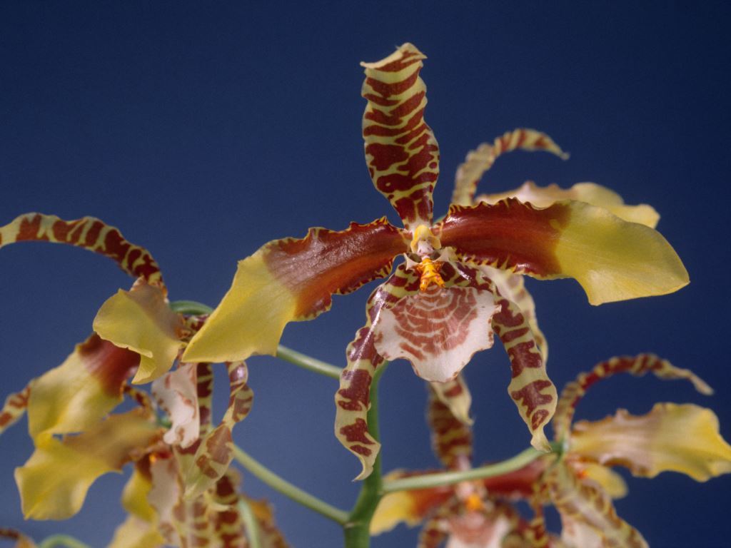 Rossioglossum grande - ACC/AOC