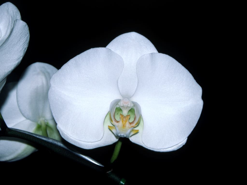 Phal Winter River