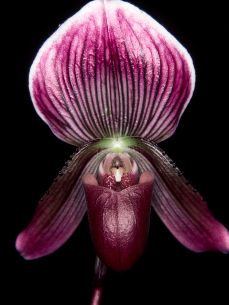 Paphiopedilum Mario Palmieri - HCC/AOC