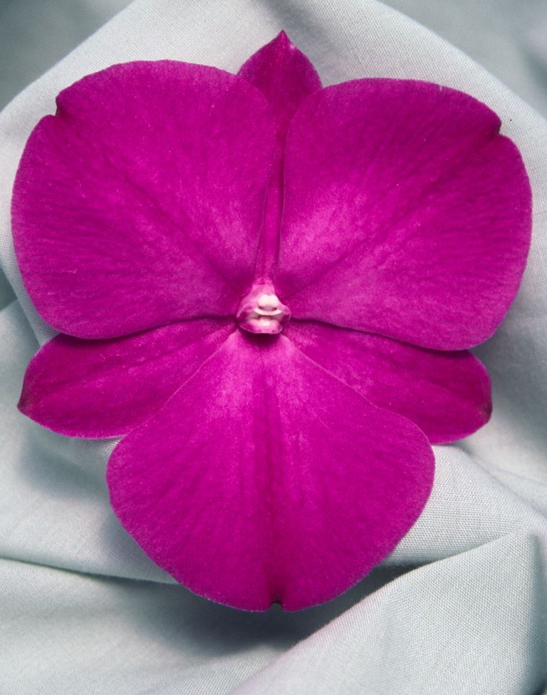 Dendrobium Kuranda Classic - HCC/AOC