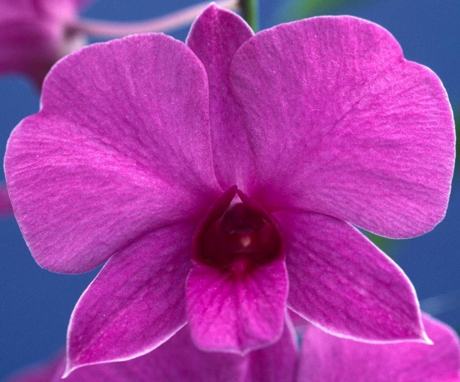 Dendrobium bigibbum var. compactum