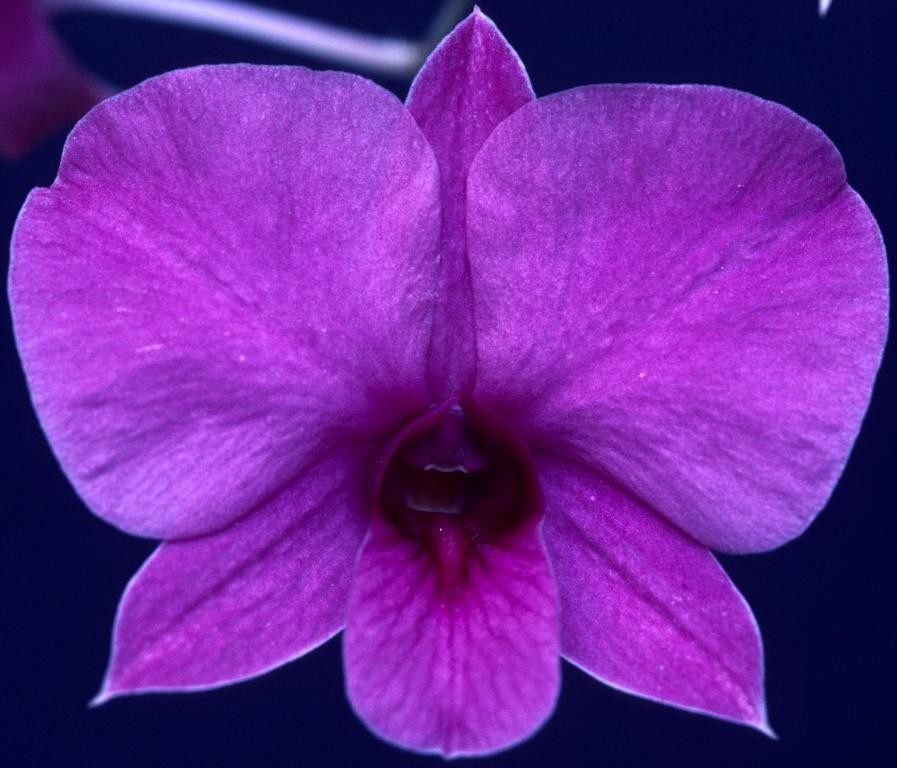 Dendrobium bigibbum var. compactum