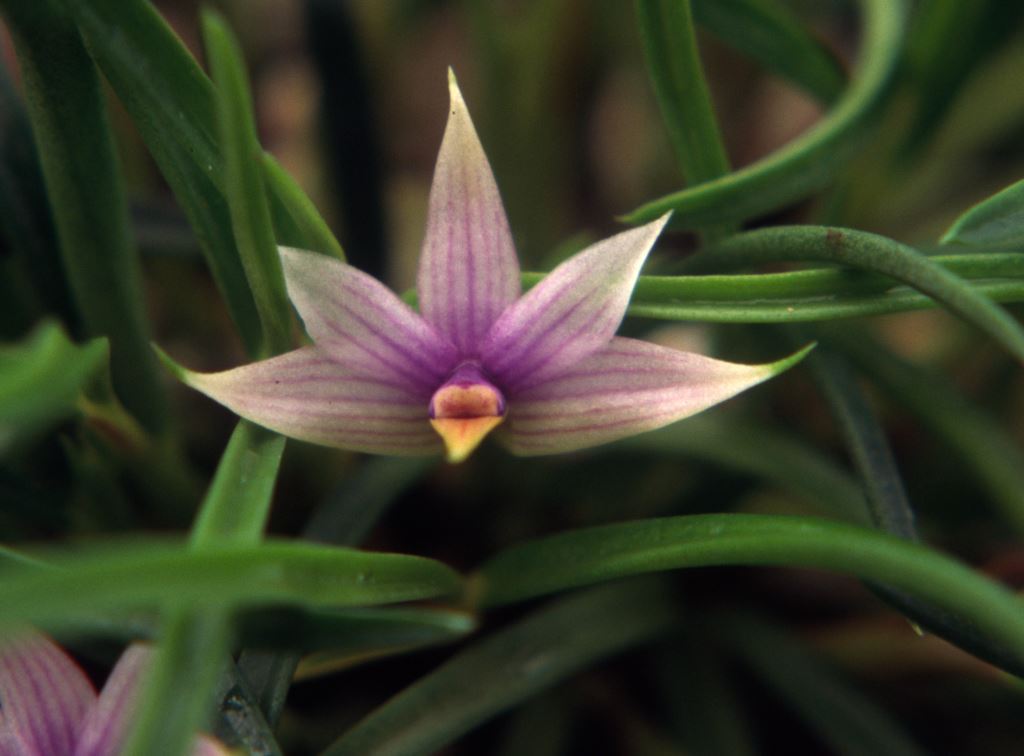 Dendrobium cyanocentrum - CBM/AOC