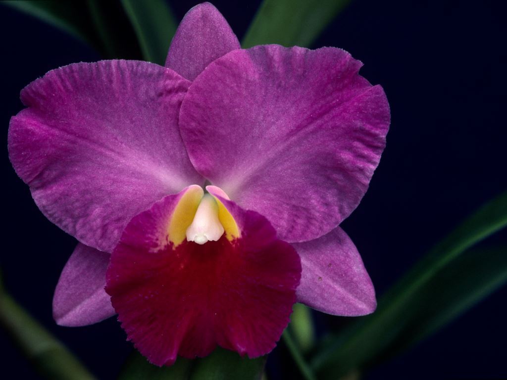 Gct Little Drummer Boy