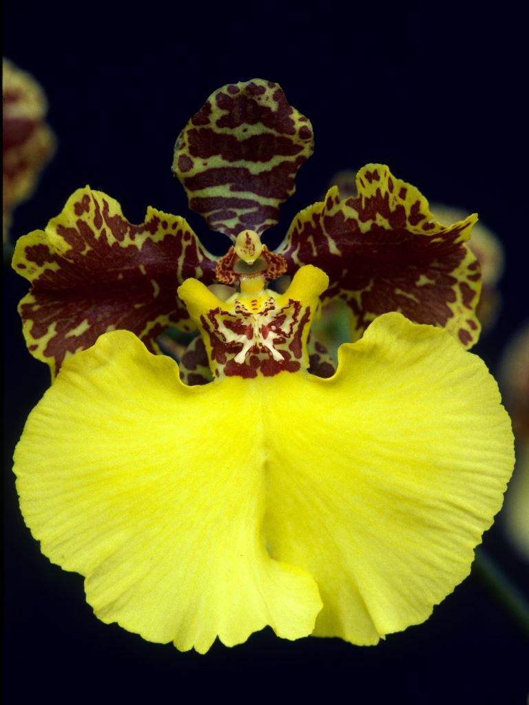 Zelenkocidesa Golden Handshake - HCC/AOC