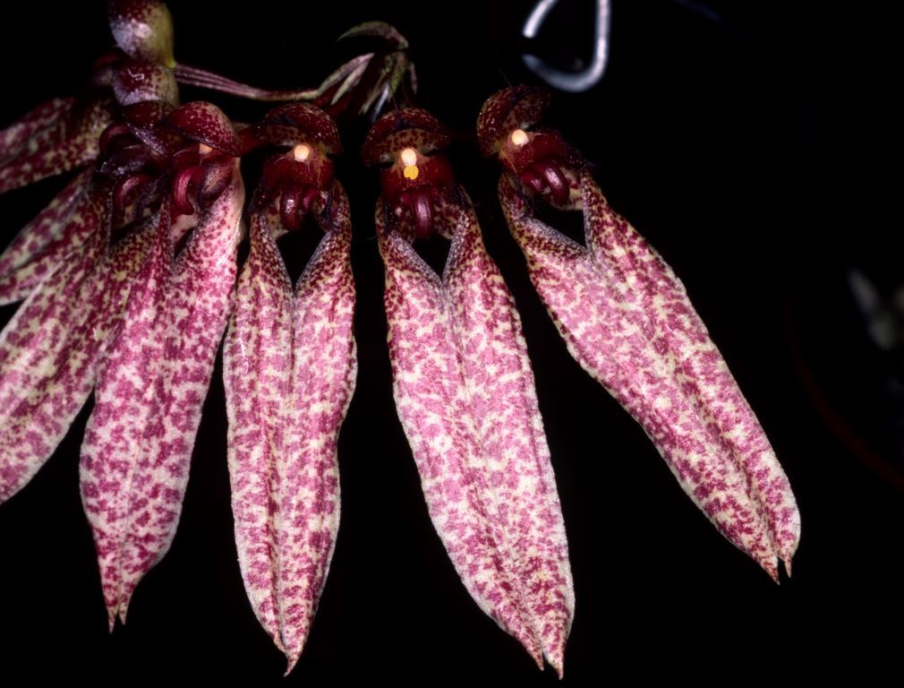 Bulbophyllum longiflorum - AD/AOC