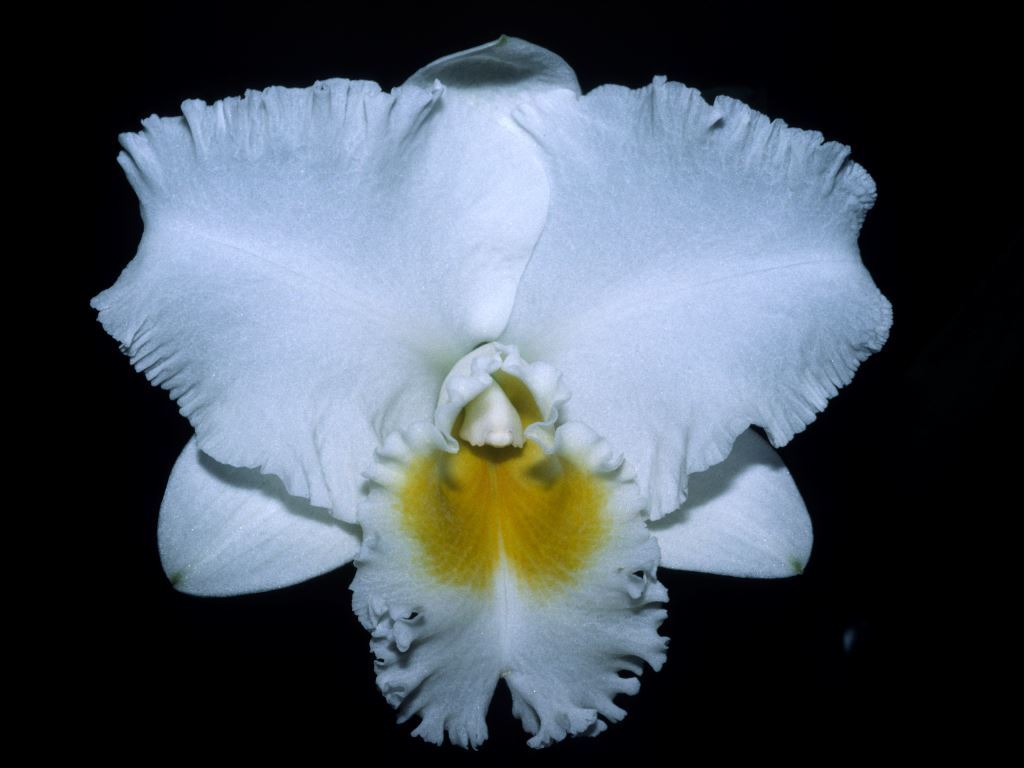 Rhyncholaeliocattleya Chincogan - HCC/AOC