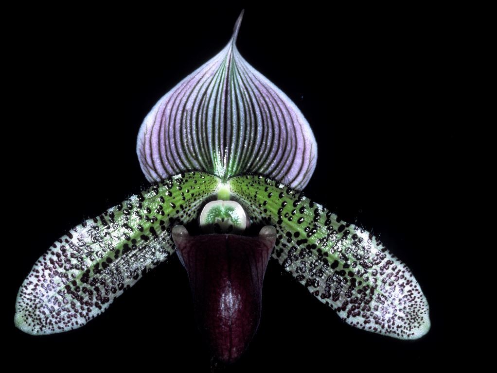 Paphiopedilum Macabre - HCC/AOC