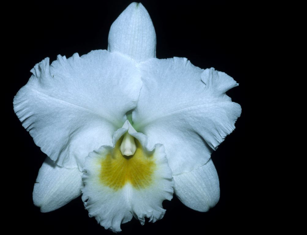 Rhyncholaeliocattleya Chincogan - HCC/AOC