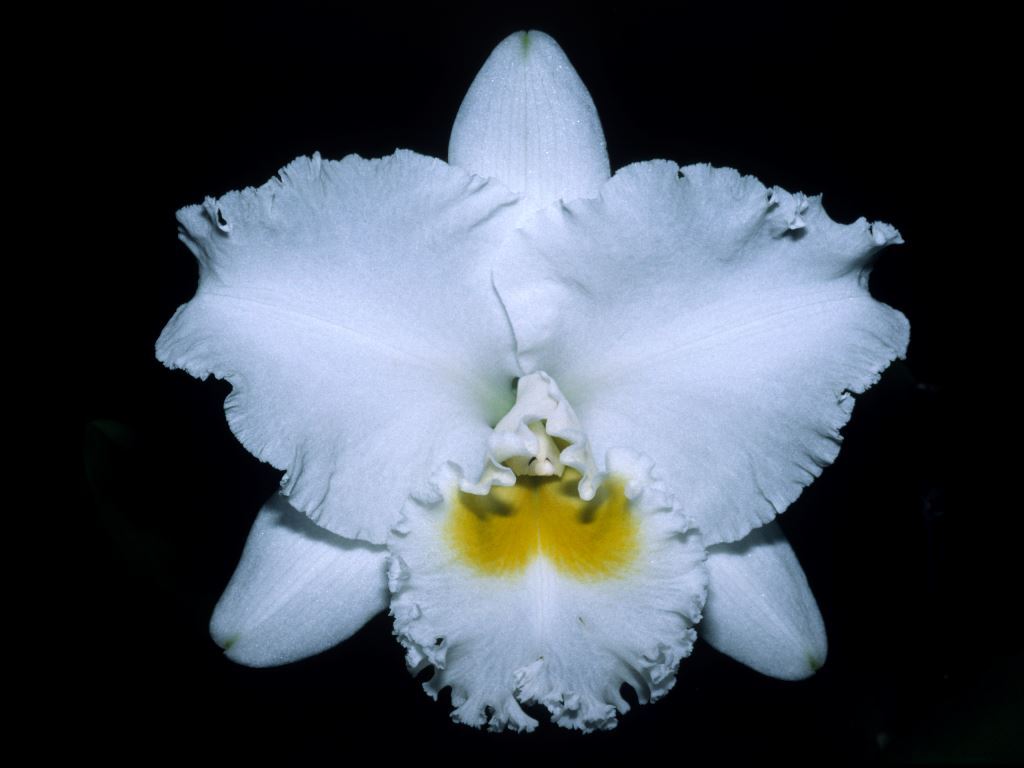 Rhyncholaeliocattleya Chincogan - HCC/AOC