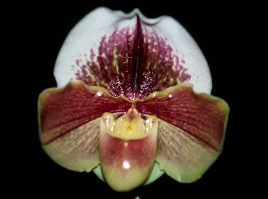 Paphiopedilum Northville Pride - HCC/AOC
