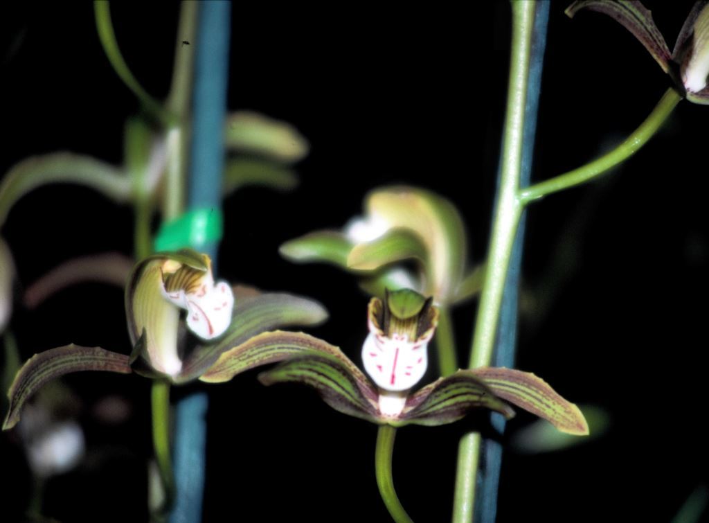 Cymbidium erythraeum - CBM/AOC