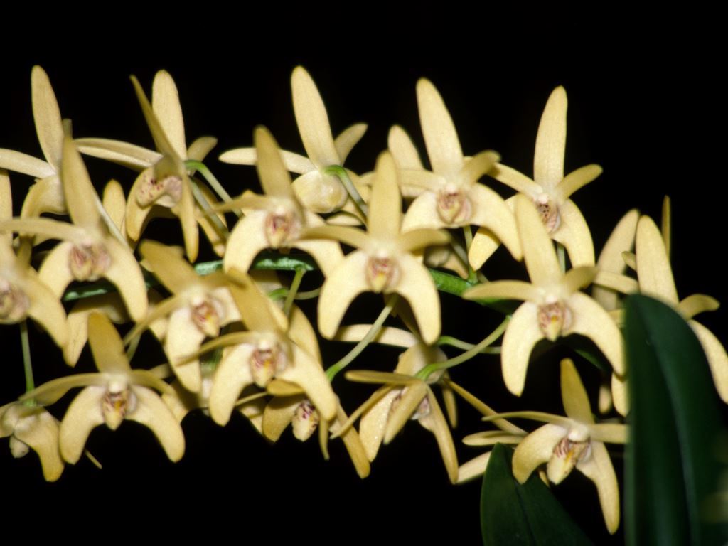 Dendrobium Karsun