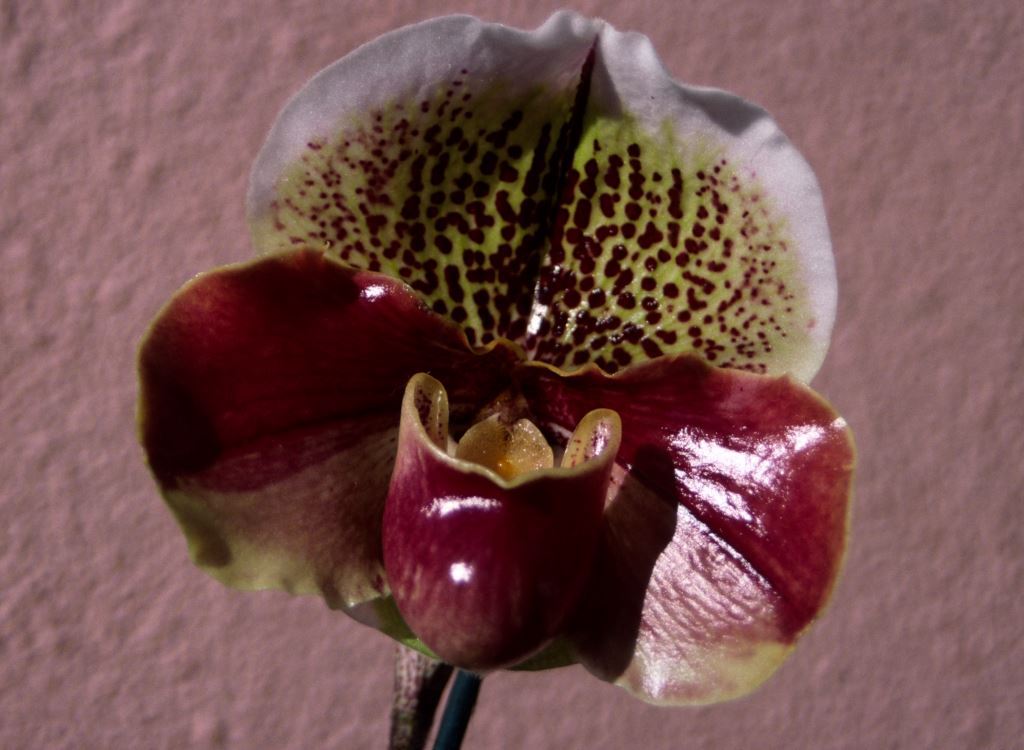 Paphiopedilum Northville Pride - HCC/AOC