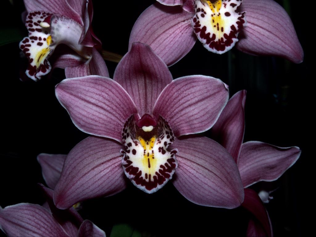 Cymbidium Redbill - ACC/AOC