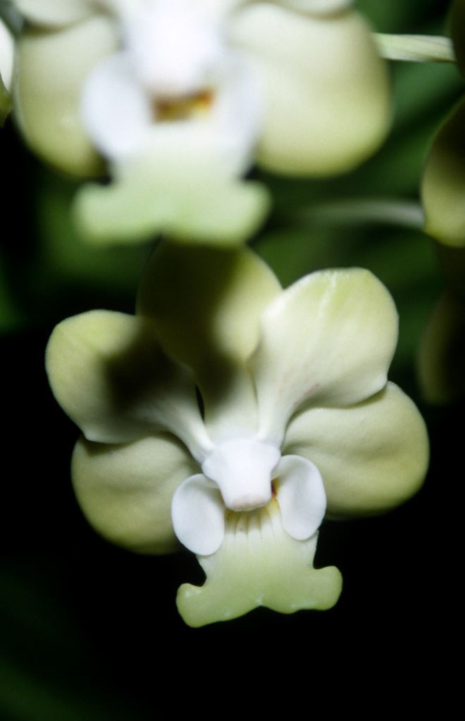 Vanda denisoniana - HCC/AOC