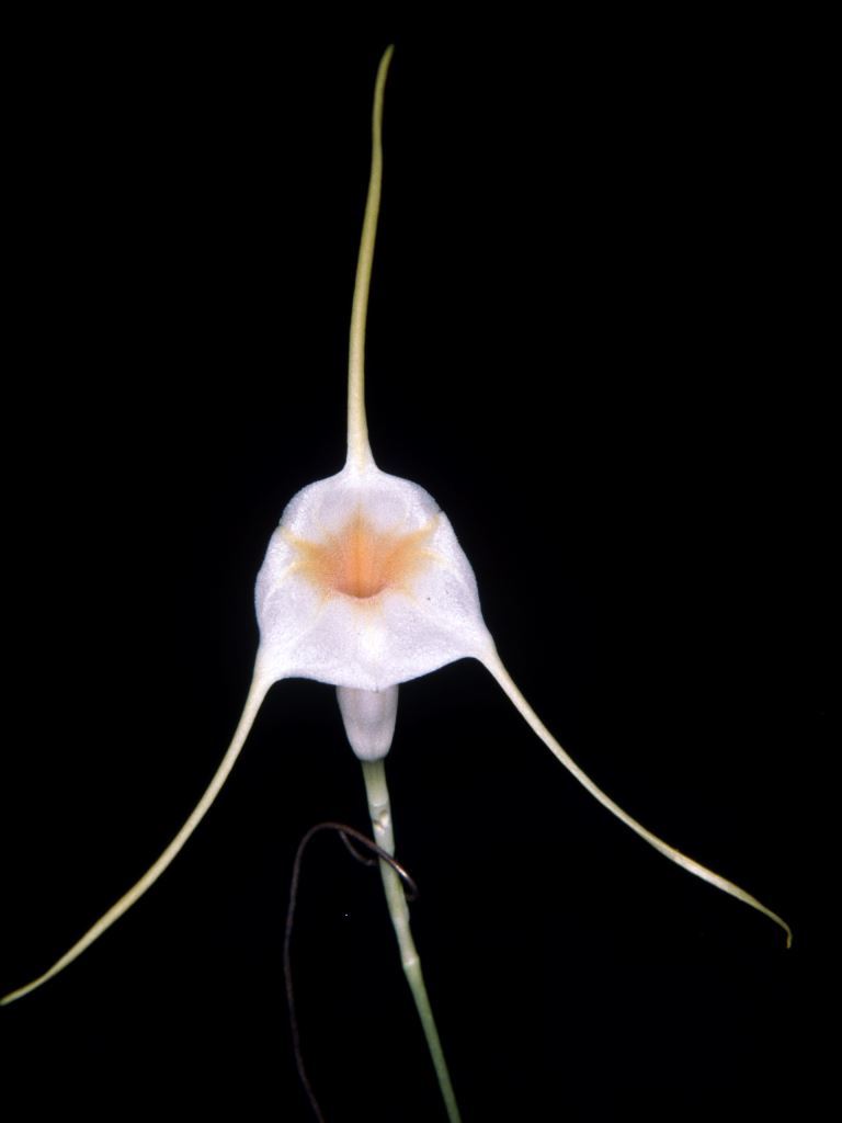 Masdevallia constricta - HCC/AOC