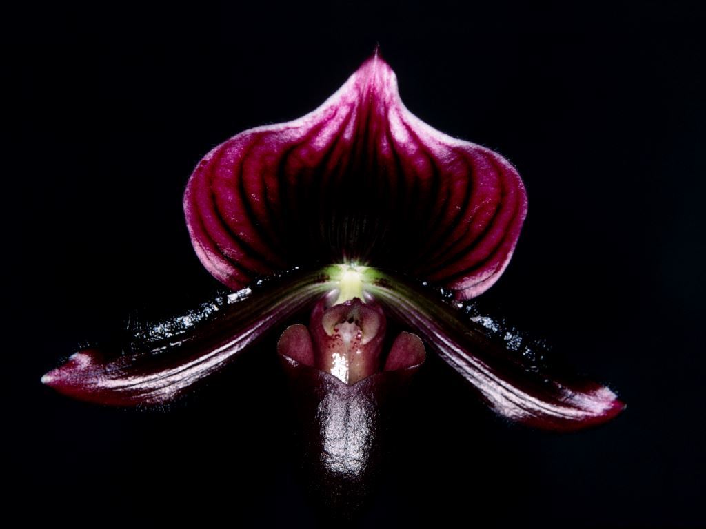 Paphiopedilum Alma Gavaert - HCC/AOC