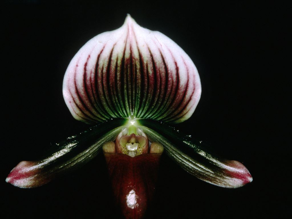 Paphiopedilum Via Quatal
