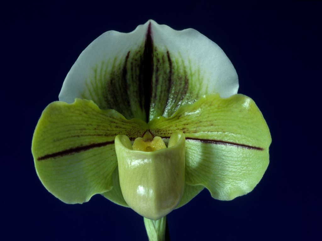 Paphiopedilum Global passport
