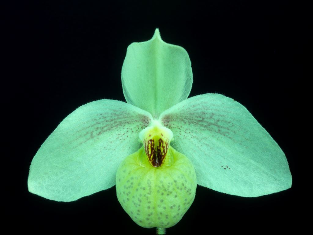 Paphiopedilum Memoria Larry Heuer - HCC/AOC