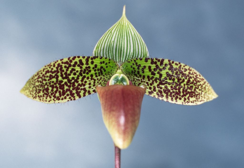 Paphiopedilum sukhakulii - HCC/AOC