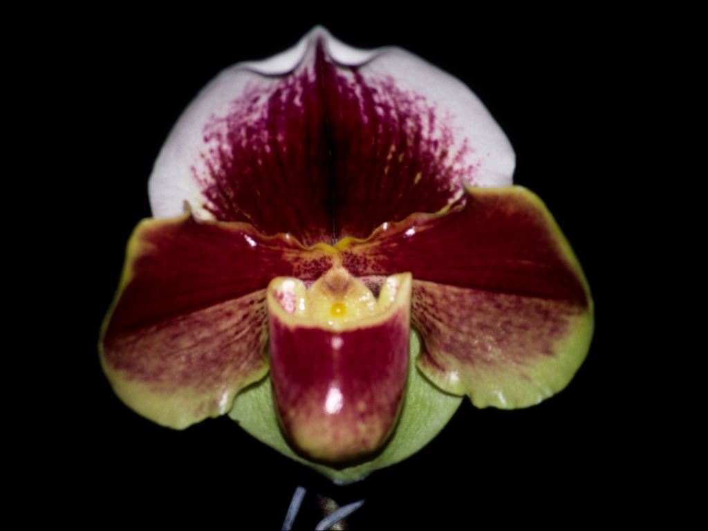 Paphiopedilum Amandahill - HCC/AOC