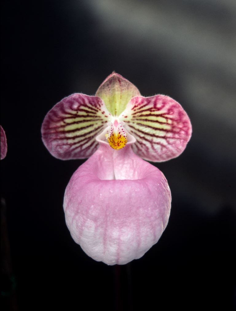 Paphiopedilum micranthum - HCC/AOC