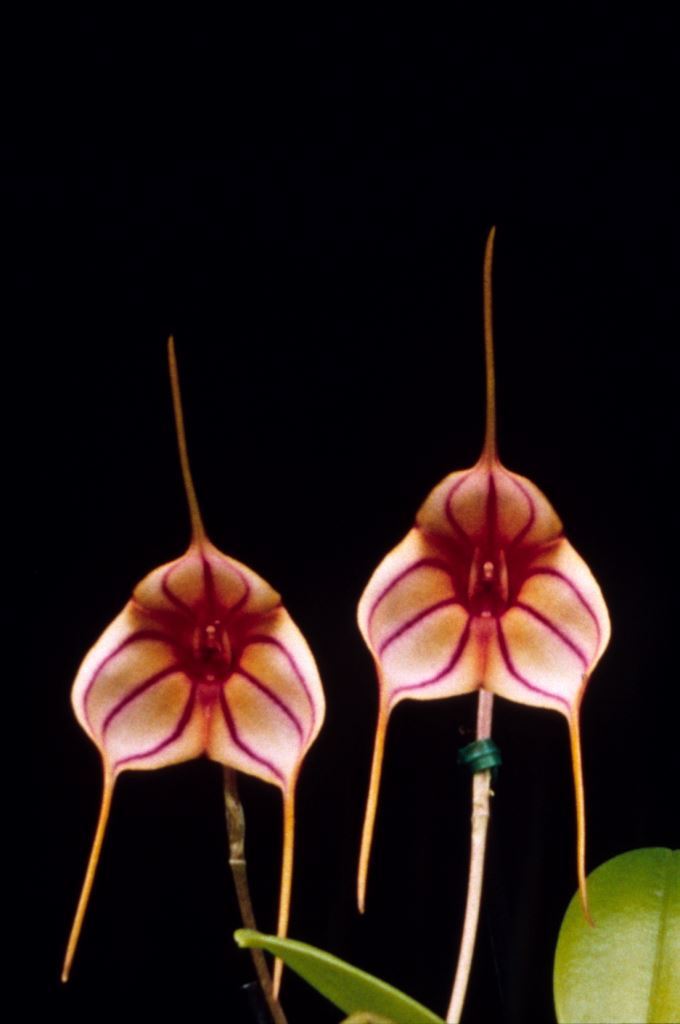 Masdevallia Pichincha - HCC/AOC