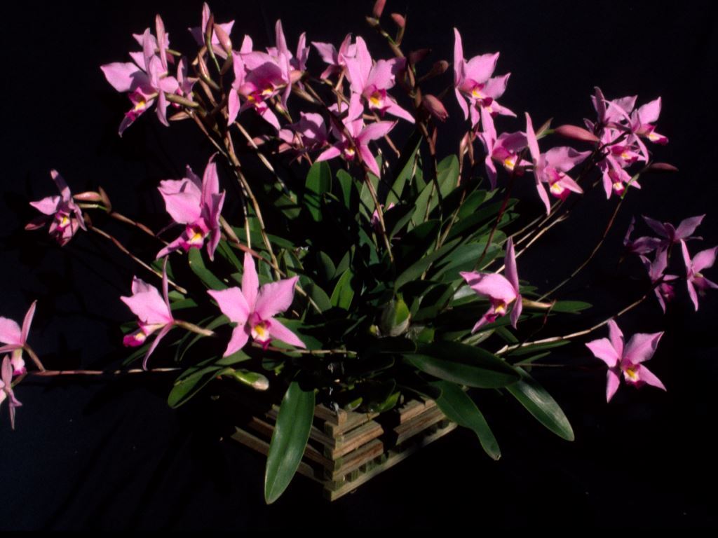 Laelia anceps subsp. anceps - ACC/AOC