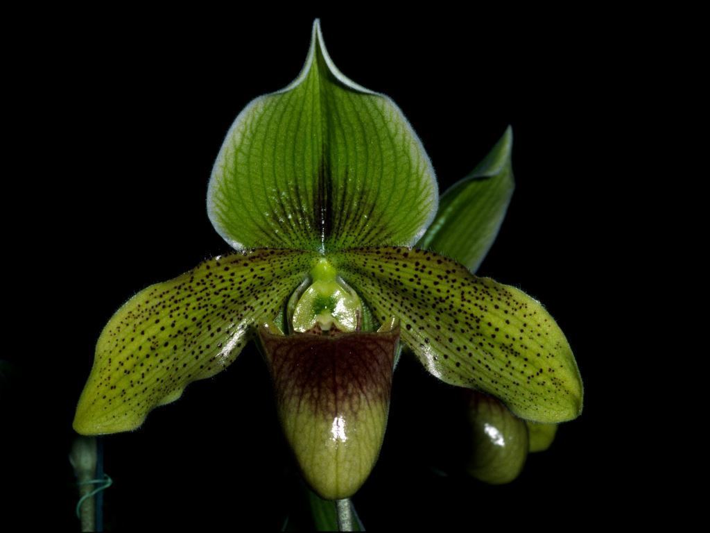 Paphiopedilum Iluka Queen - HCC/AOC
