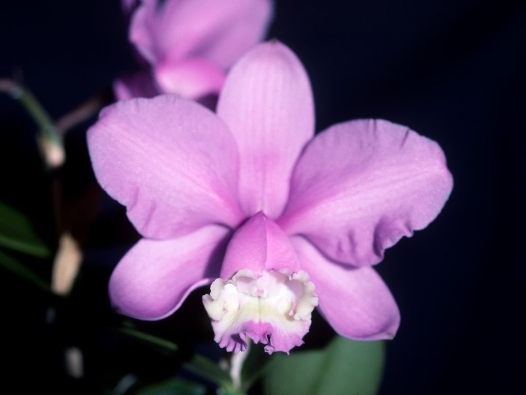 Cattleya loddigesii subsp. purpurea - AM/AOC
