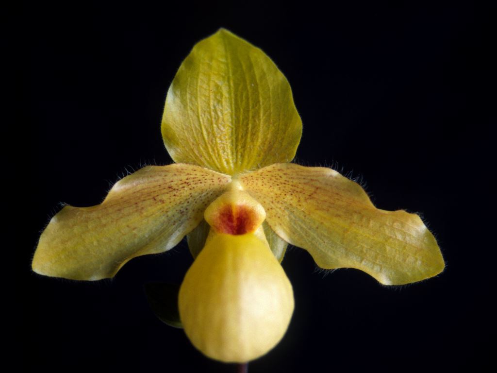 Paph Mary Ott