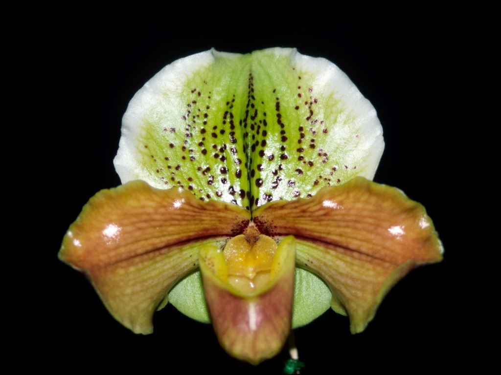 Paph Peter Pernar
